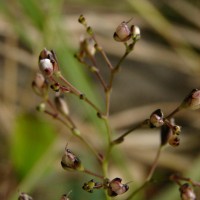 Murdannia zeylanica (C.B.Clarke) G.Brückn.